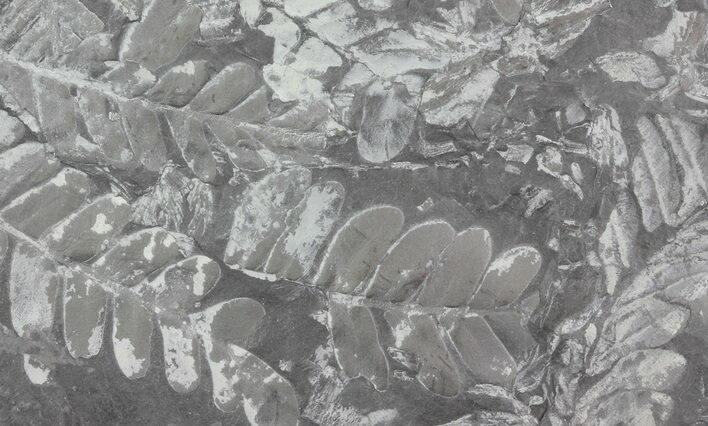 Wide Fossil Seed Fern Plate - Pennsylvania #65946